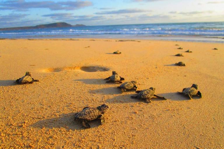 Teaser image for Programme TUI Turtle Aid: sauver 1 million de tortues dans le monde